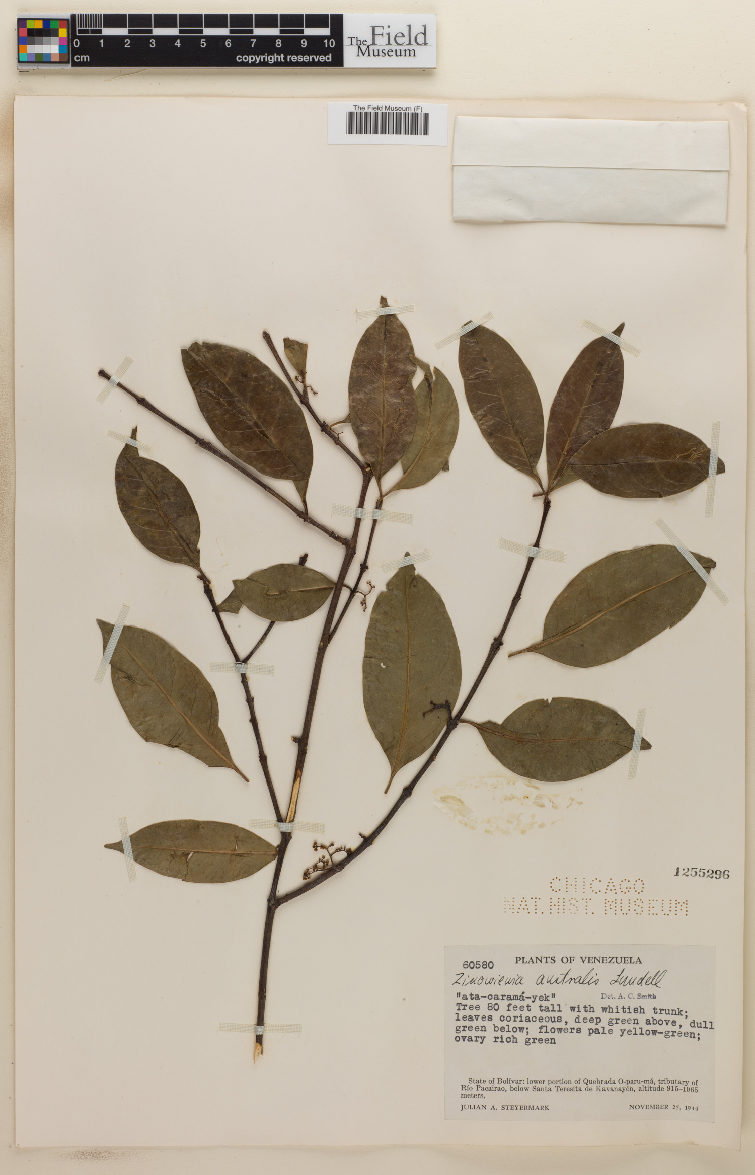 Zinowiewia australis image