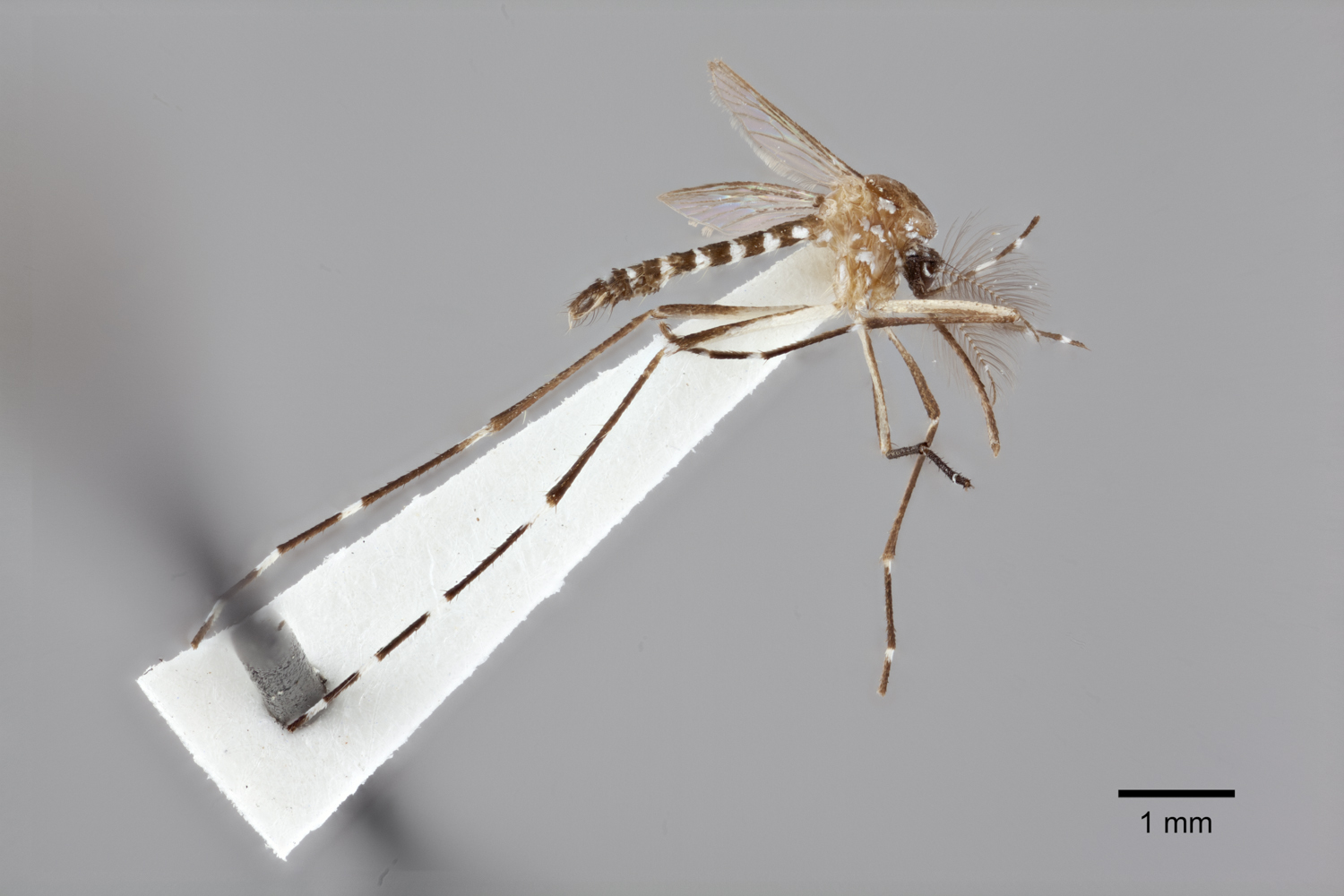 Aedes dybasi image
