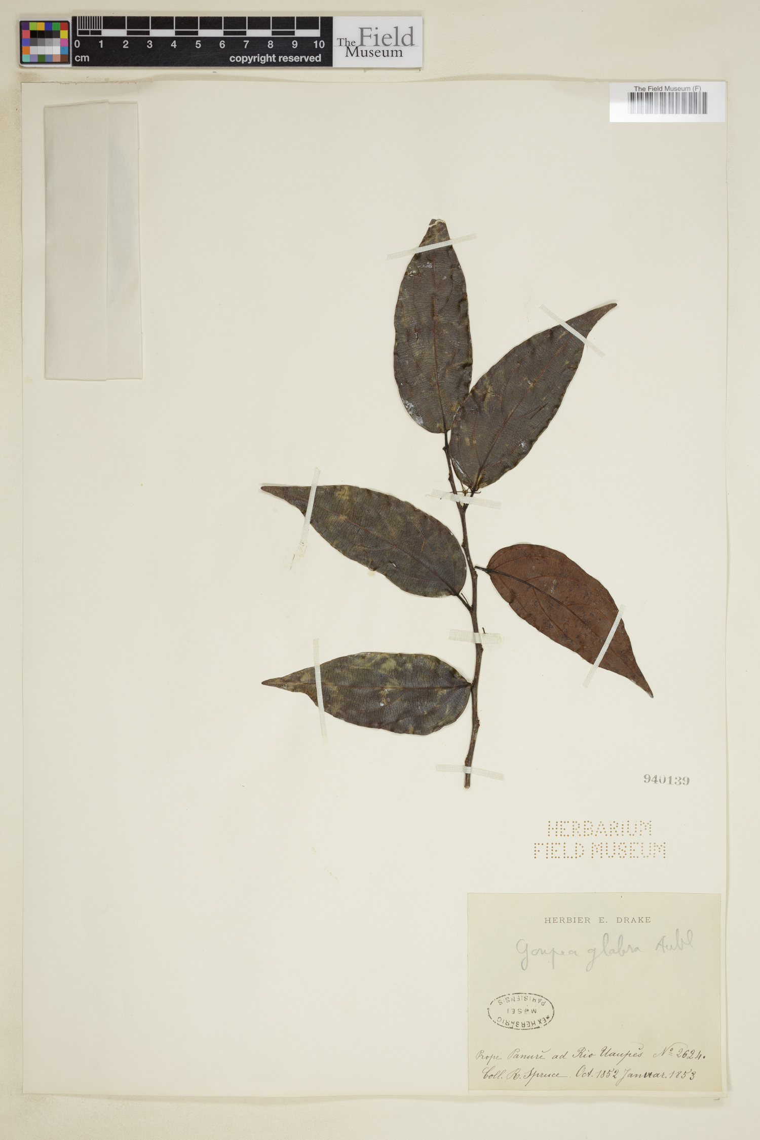 Goupiaceae image