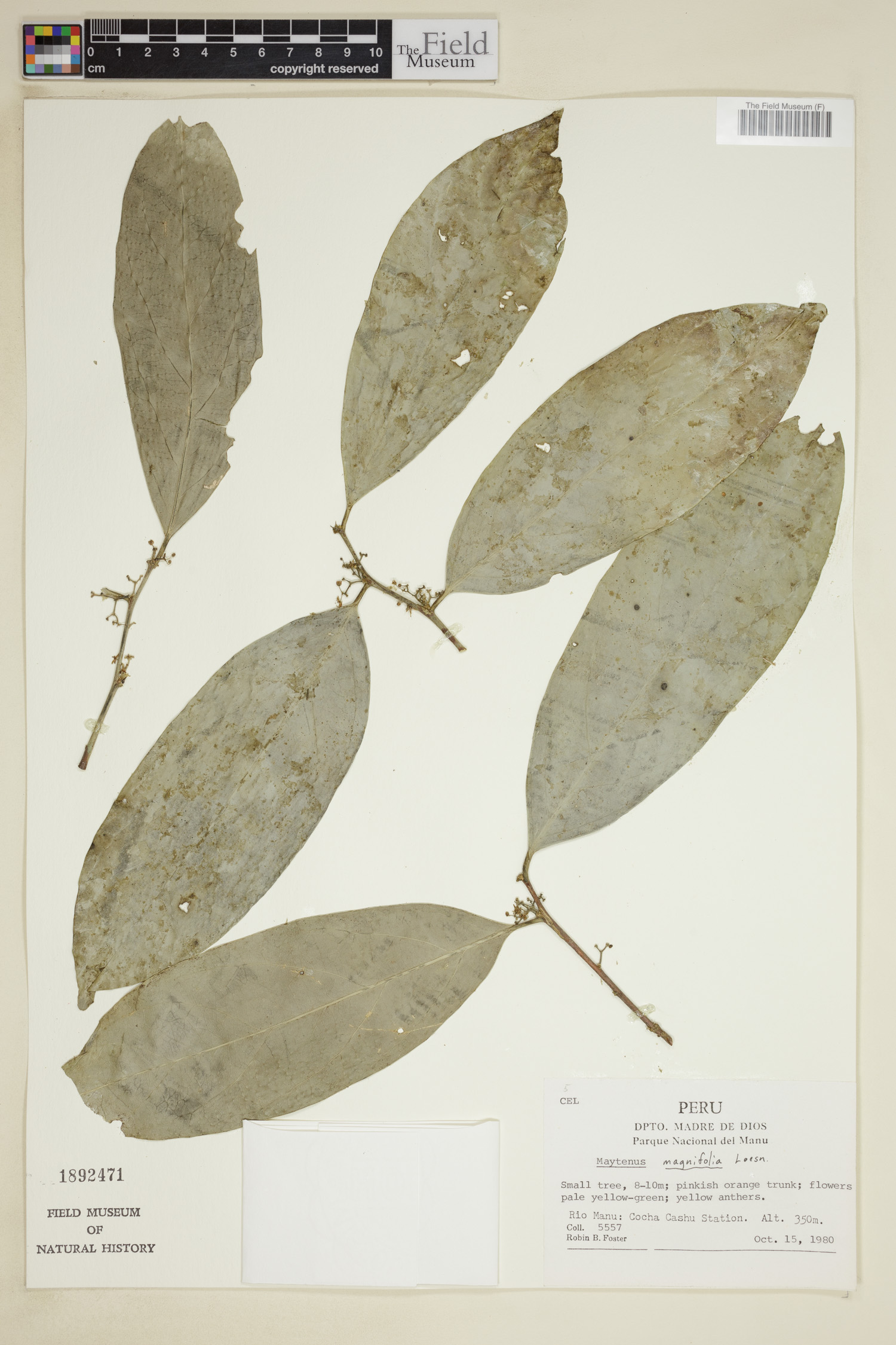 Haydenoxylon urbanianum image