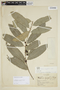 Maytenus aquifolium image