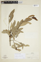 Maytenus aquifolium image