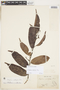 Monteverdia cestrifolia image