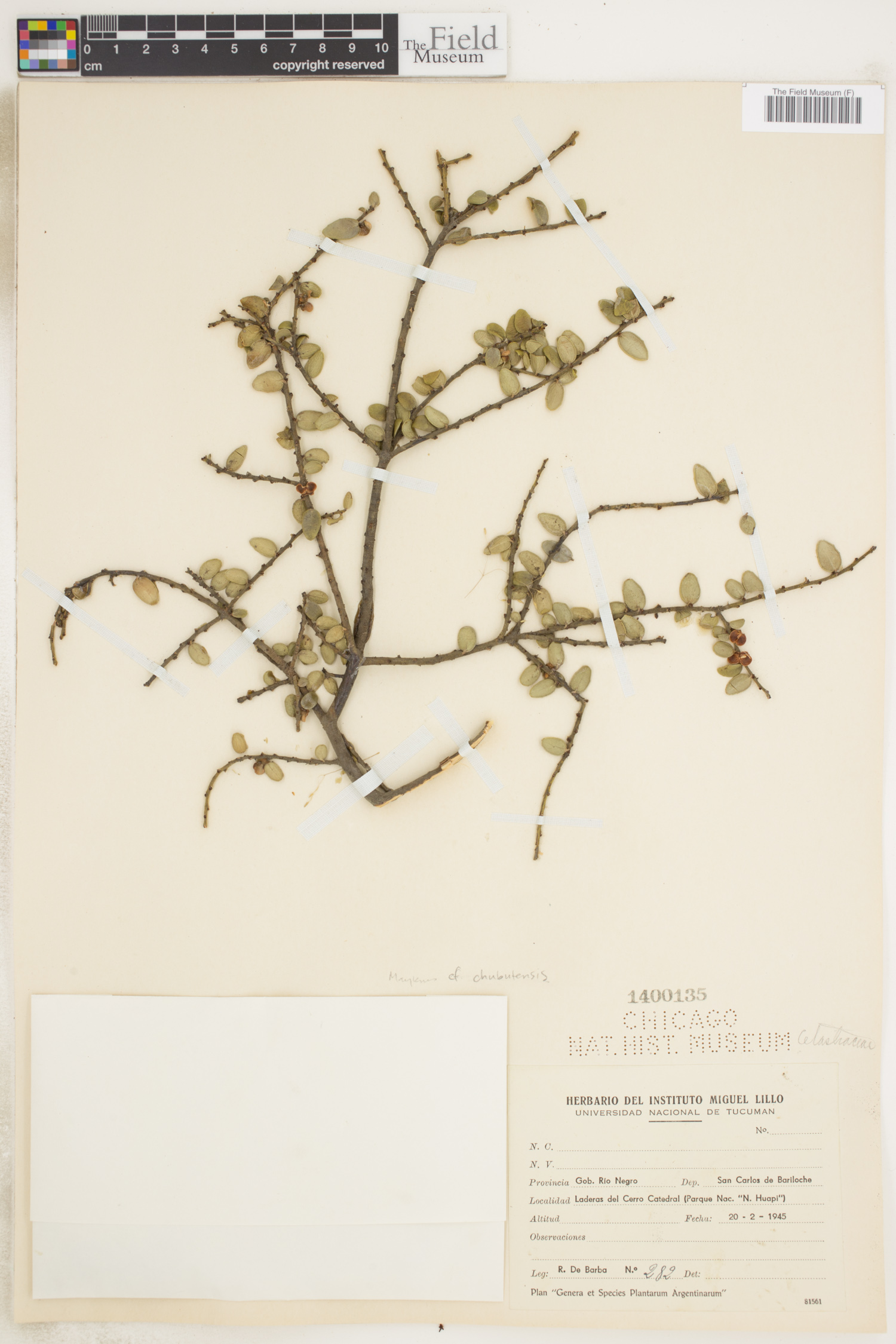 Maytenus chubutensis image