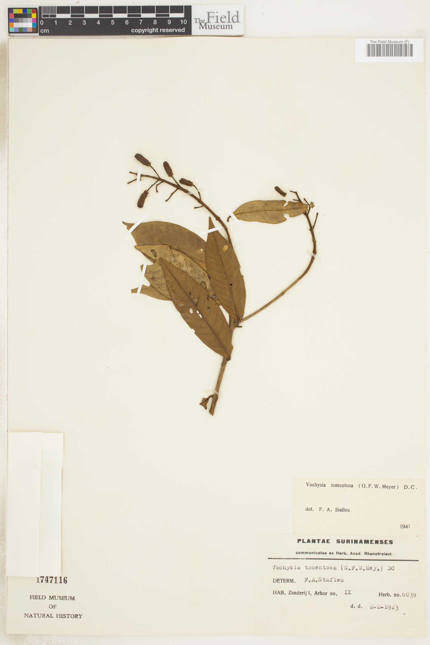 Vochysia tomentosa image