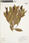 Vochysia vismiifolia image