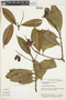 Vochysia vismiifolia image