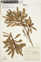 Drimys angustifolia image