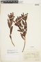 Drimys angustifolia image