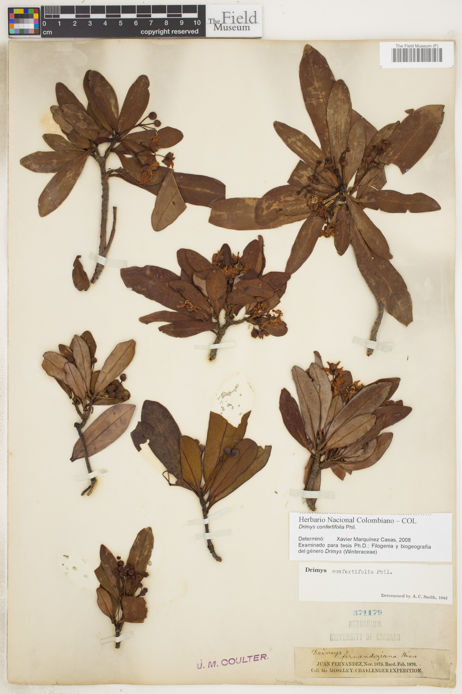 Drimys confertifolia image