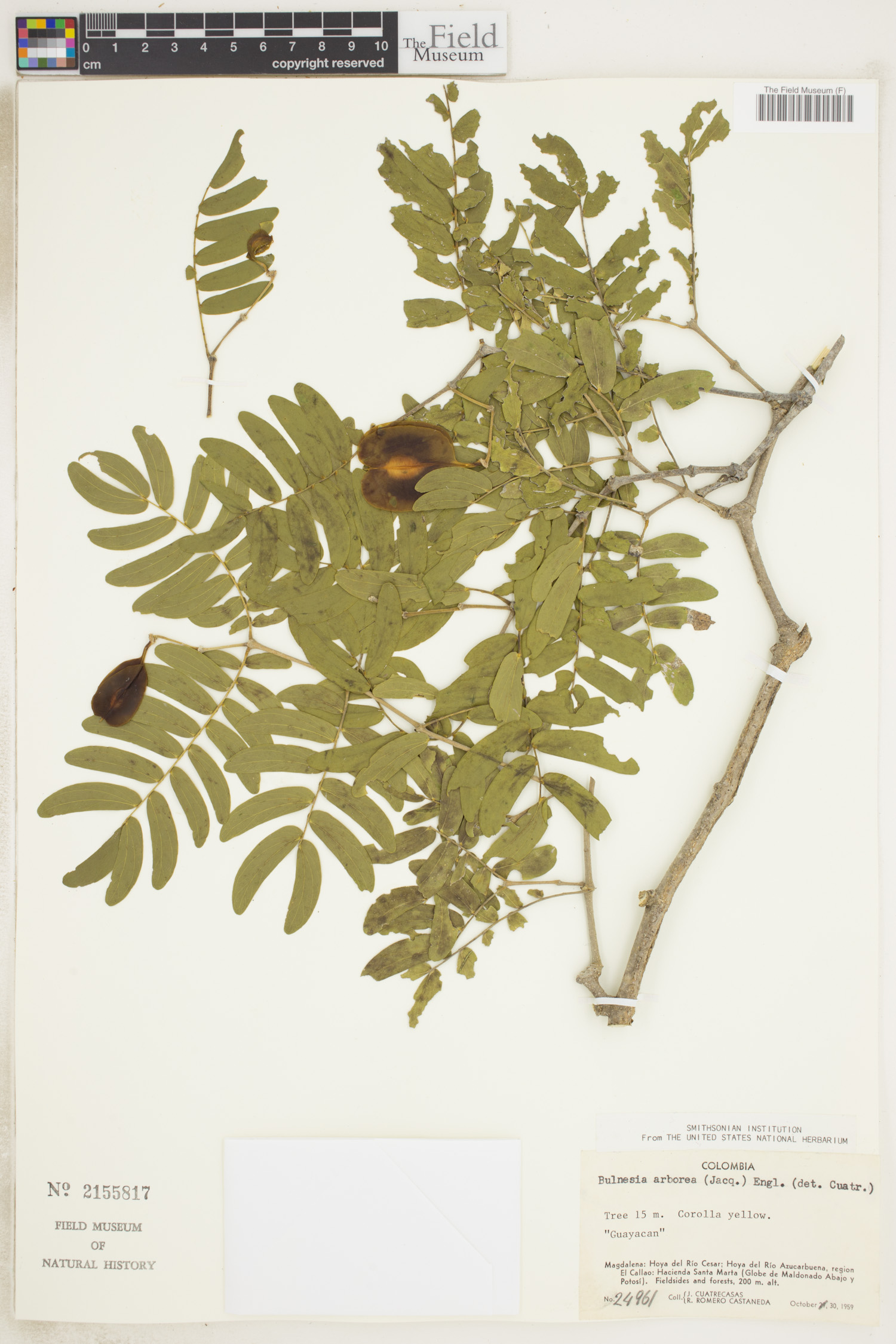 Bulnesia image