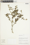 Bulnesia chilensis image