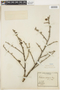 Bulnesia chilensis image