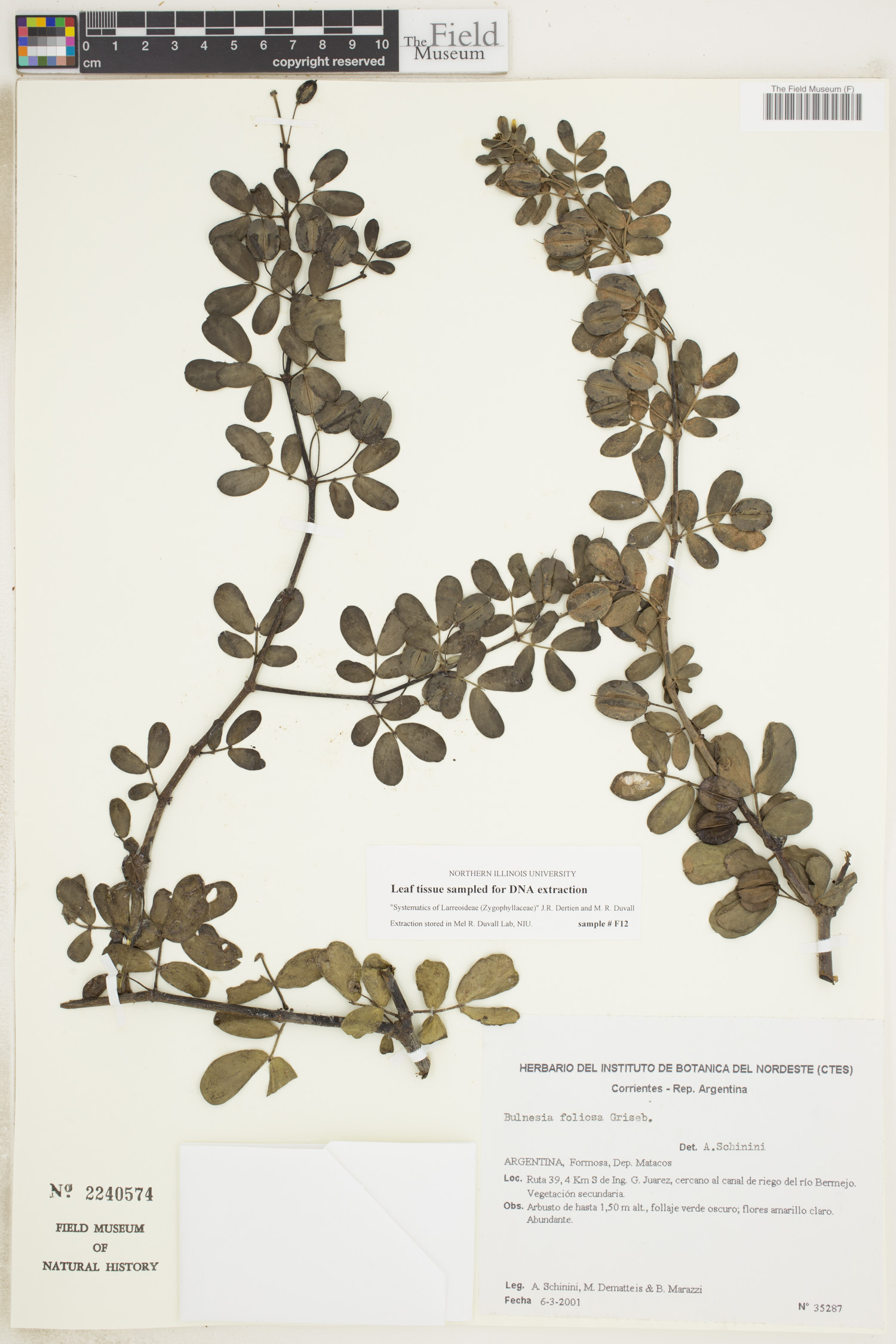 Bulnesia foliosa