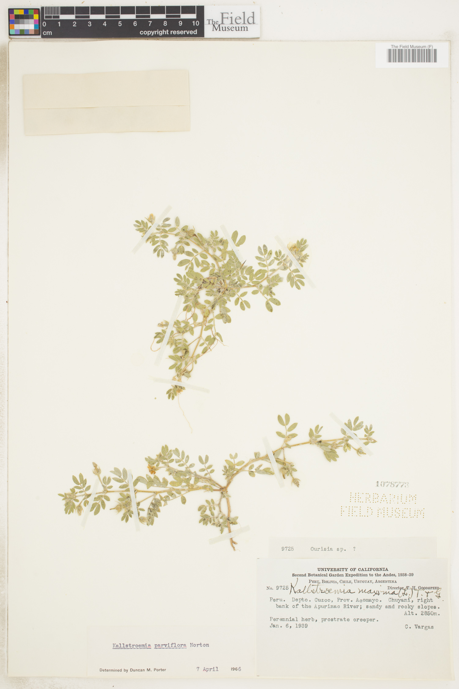 Kallstroemia image