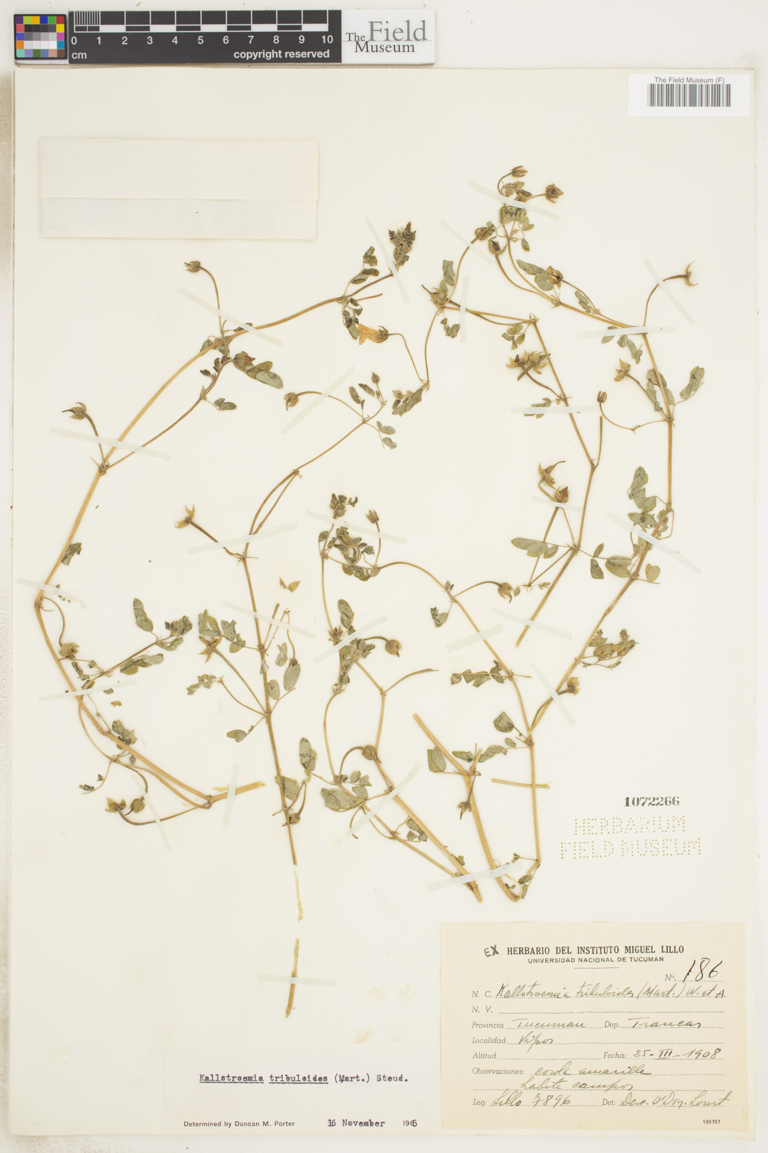 Kallstroemia maxima image