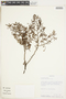 Larrea cuneifolia image