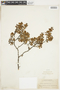 Larrea cuneifolia image