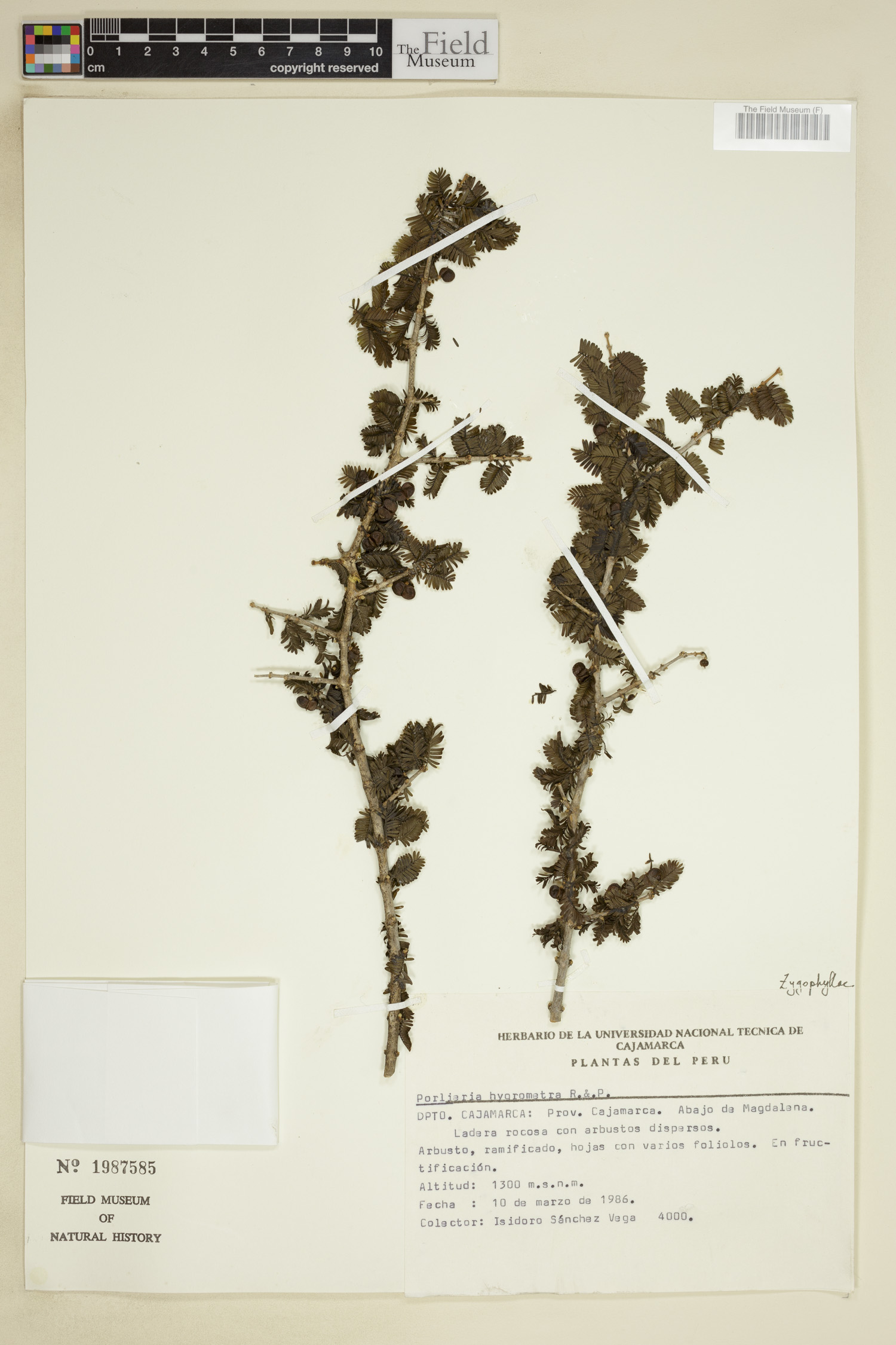 Porlieria hygrometra image