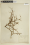 Porlieria microphylla image