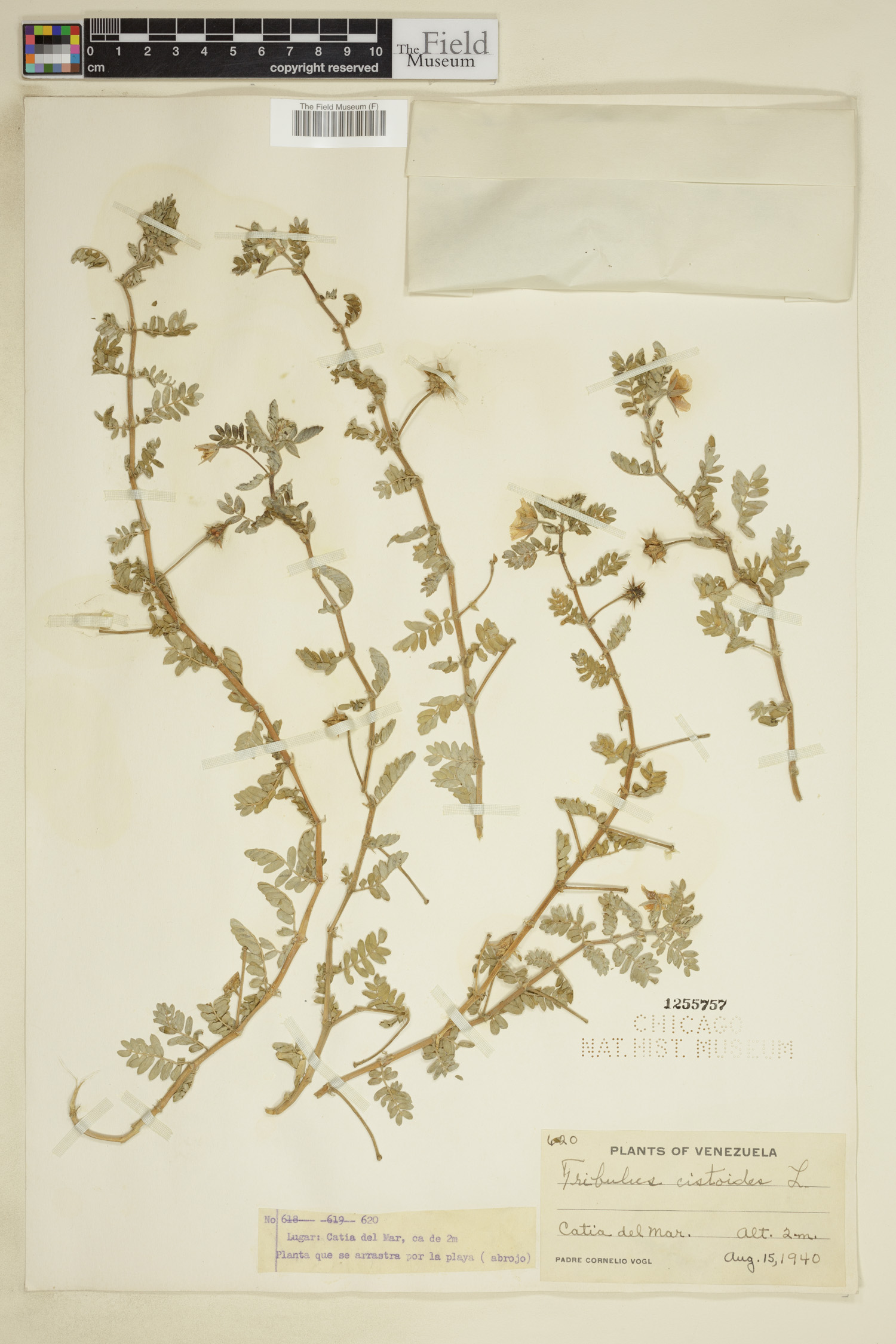 Tribulus cistoides image