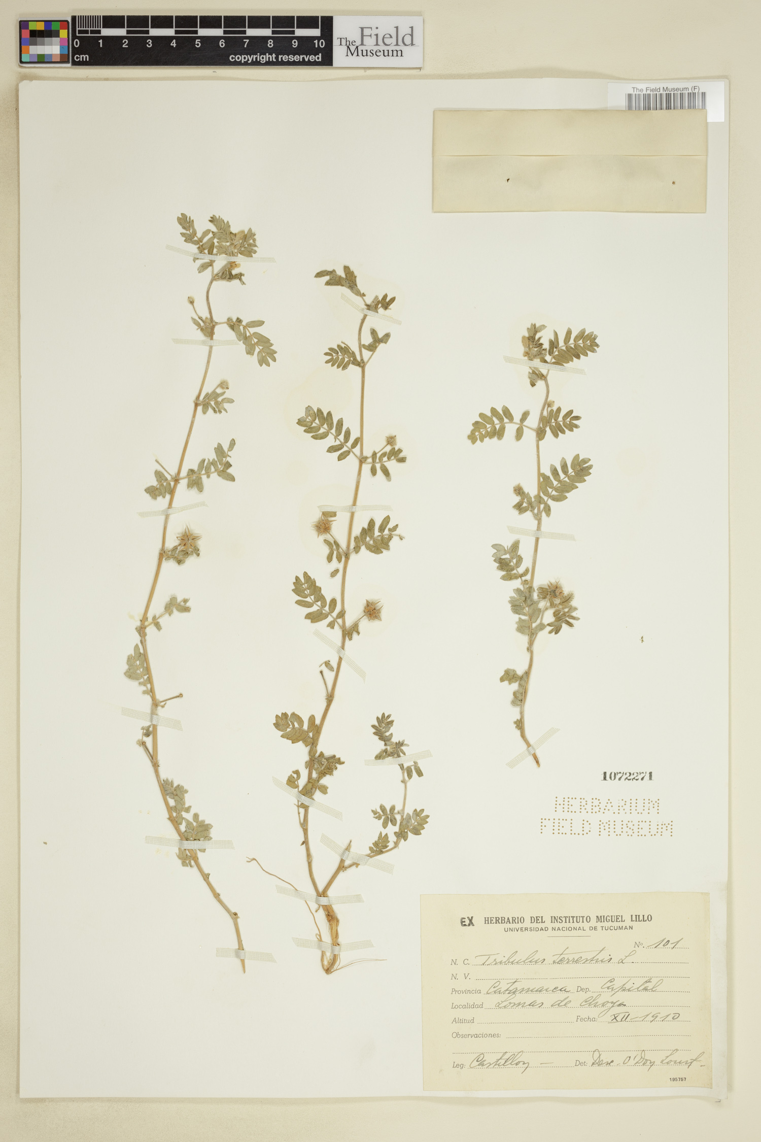 Tribulus terrestris image