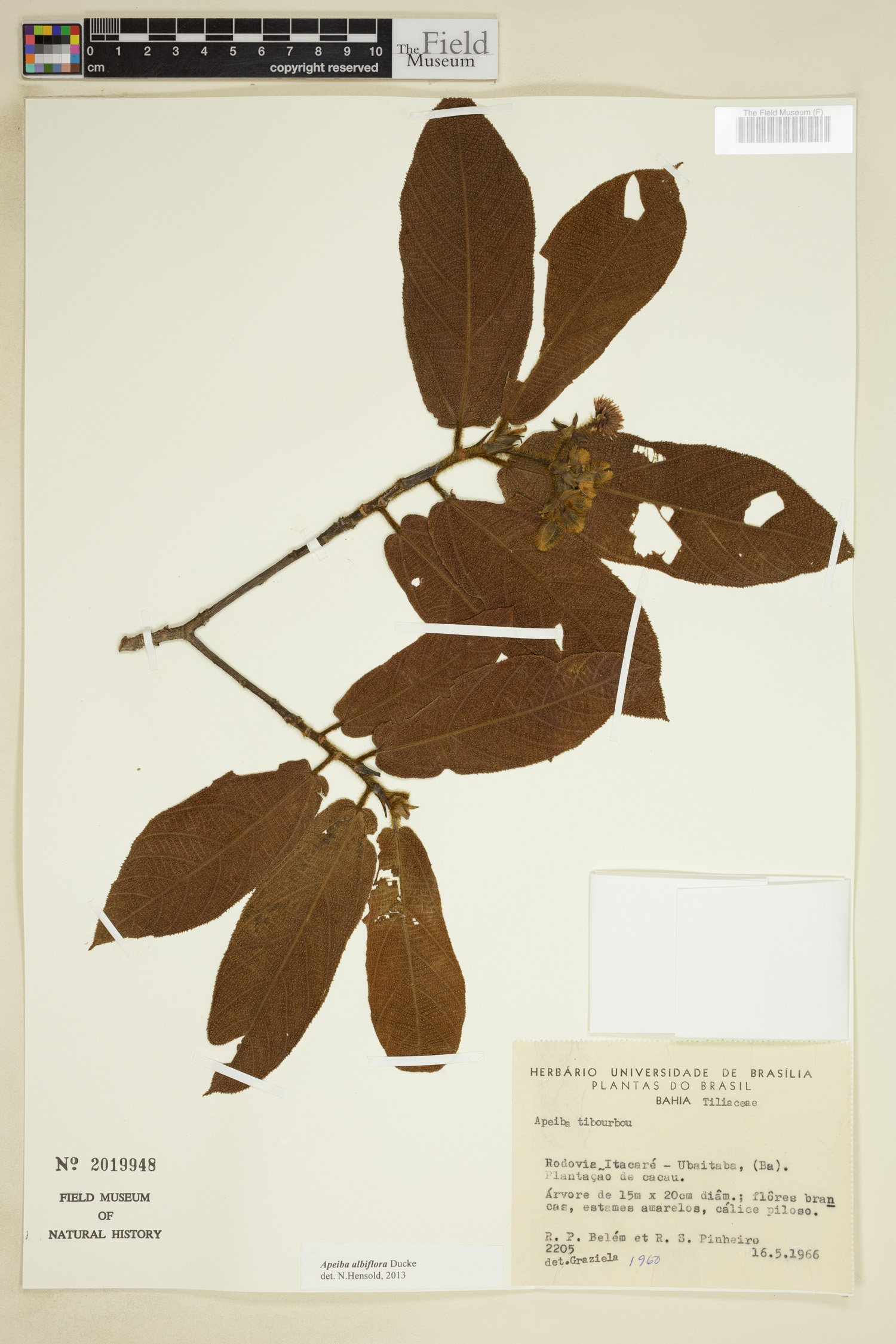 Apeiba albiflora image