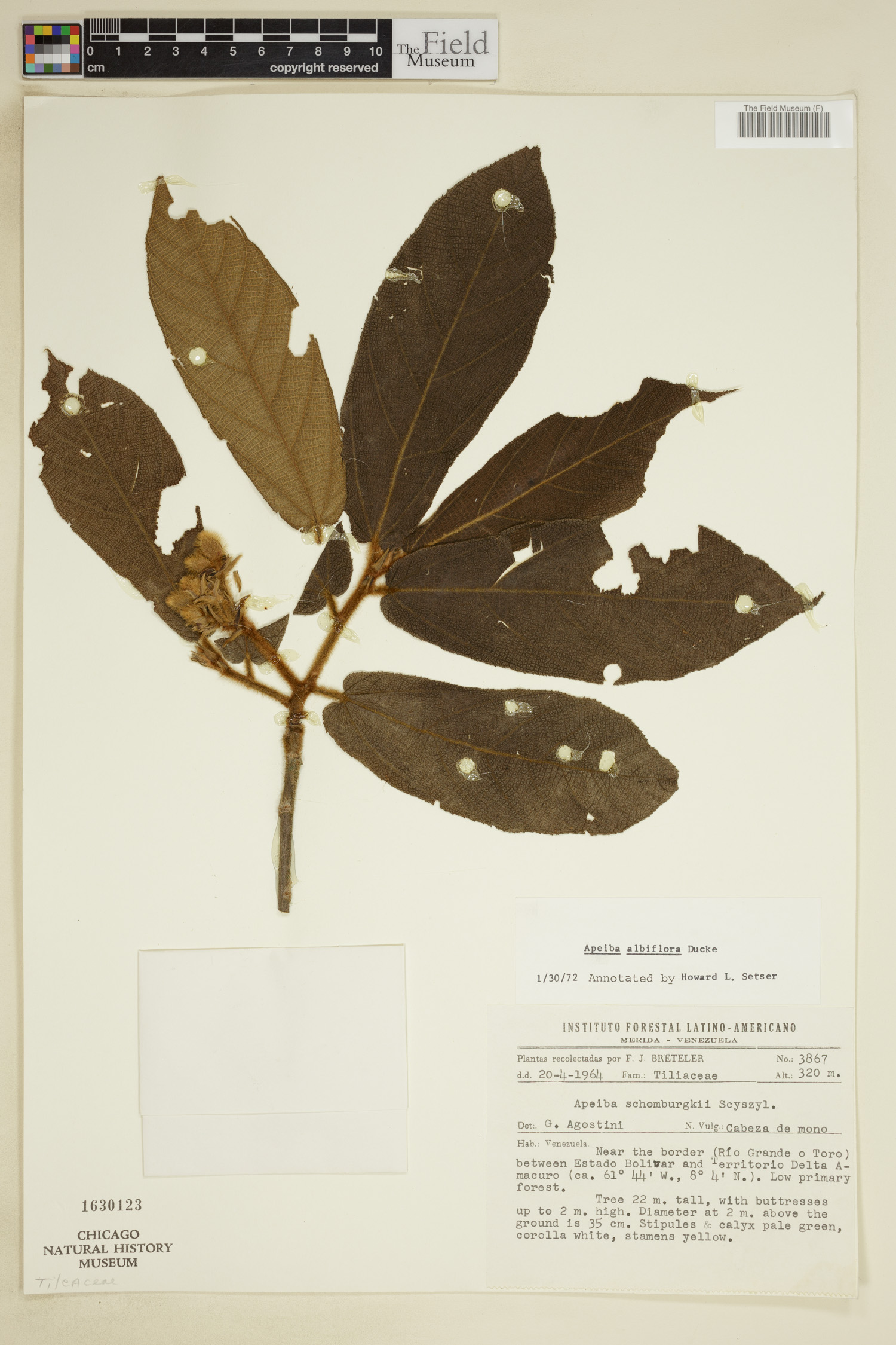 Apeiba albiflora image