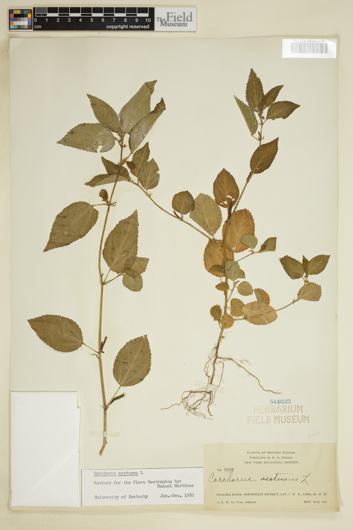 Corchorus aestuans image