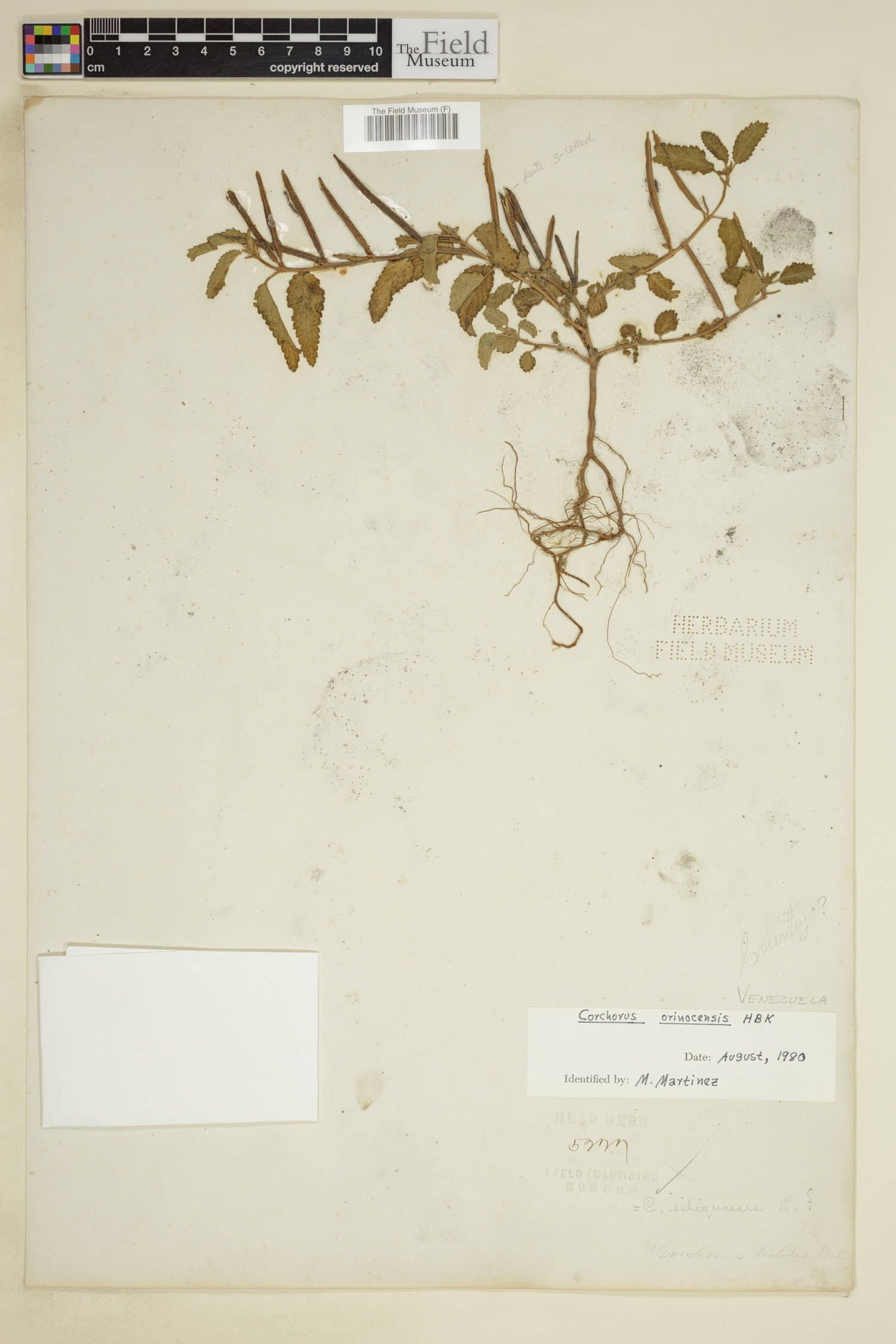 Corchorus image