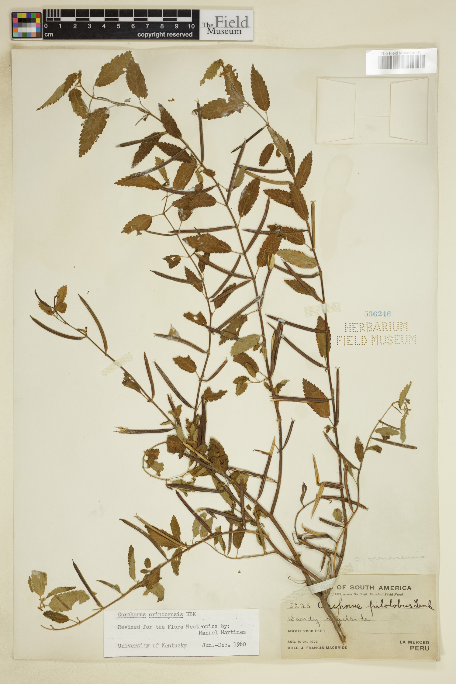 Corchorus hirtus image