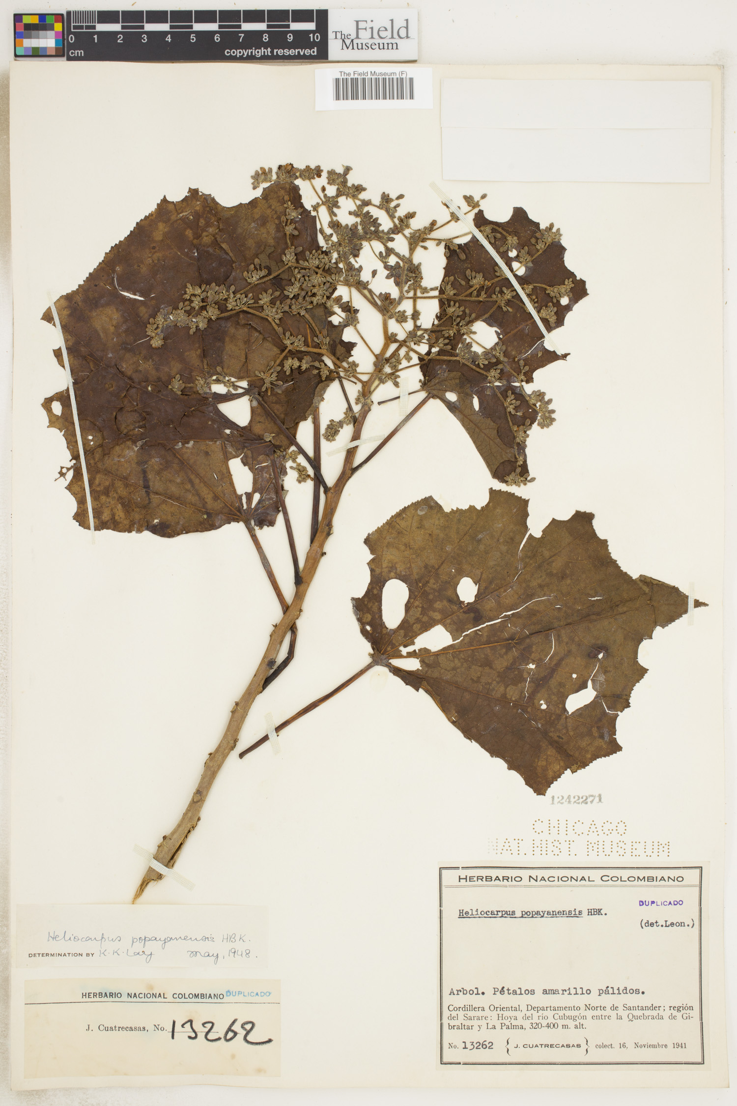 Heliocarpus popayanensis image