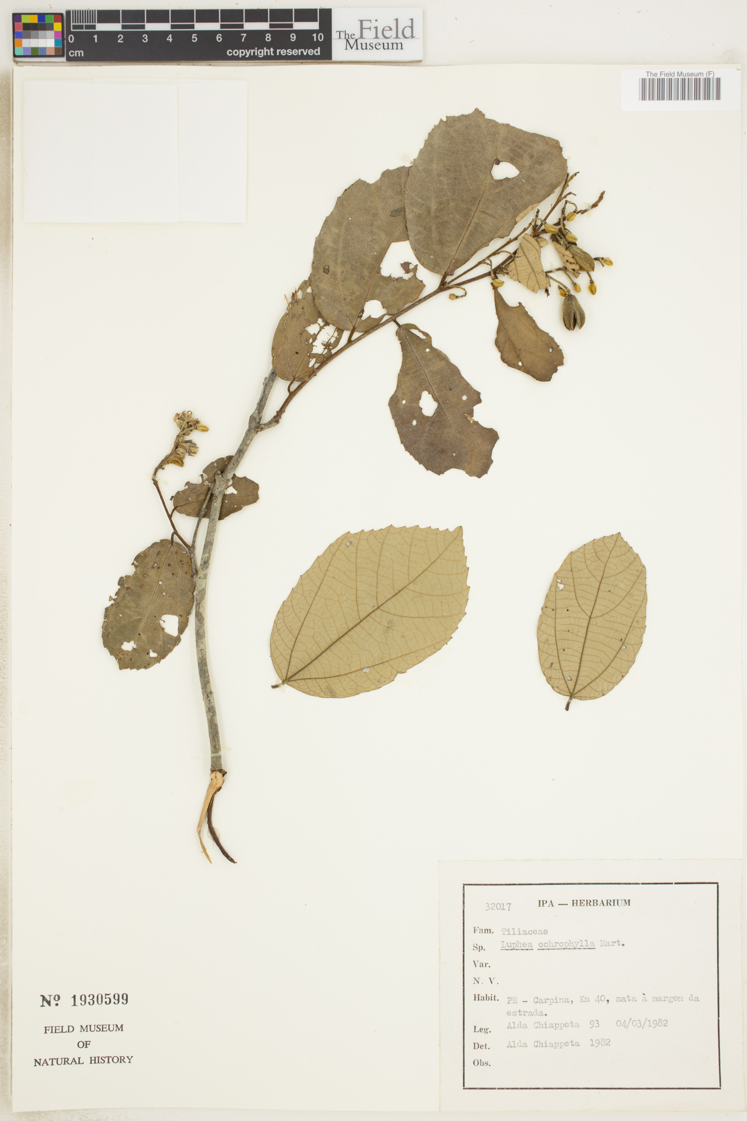 Luehea ochrophylla image