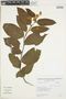 Luehea grandiflora image