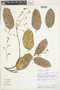 Luehea paniculata image