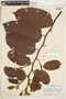 Luehea paniculata image