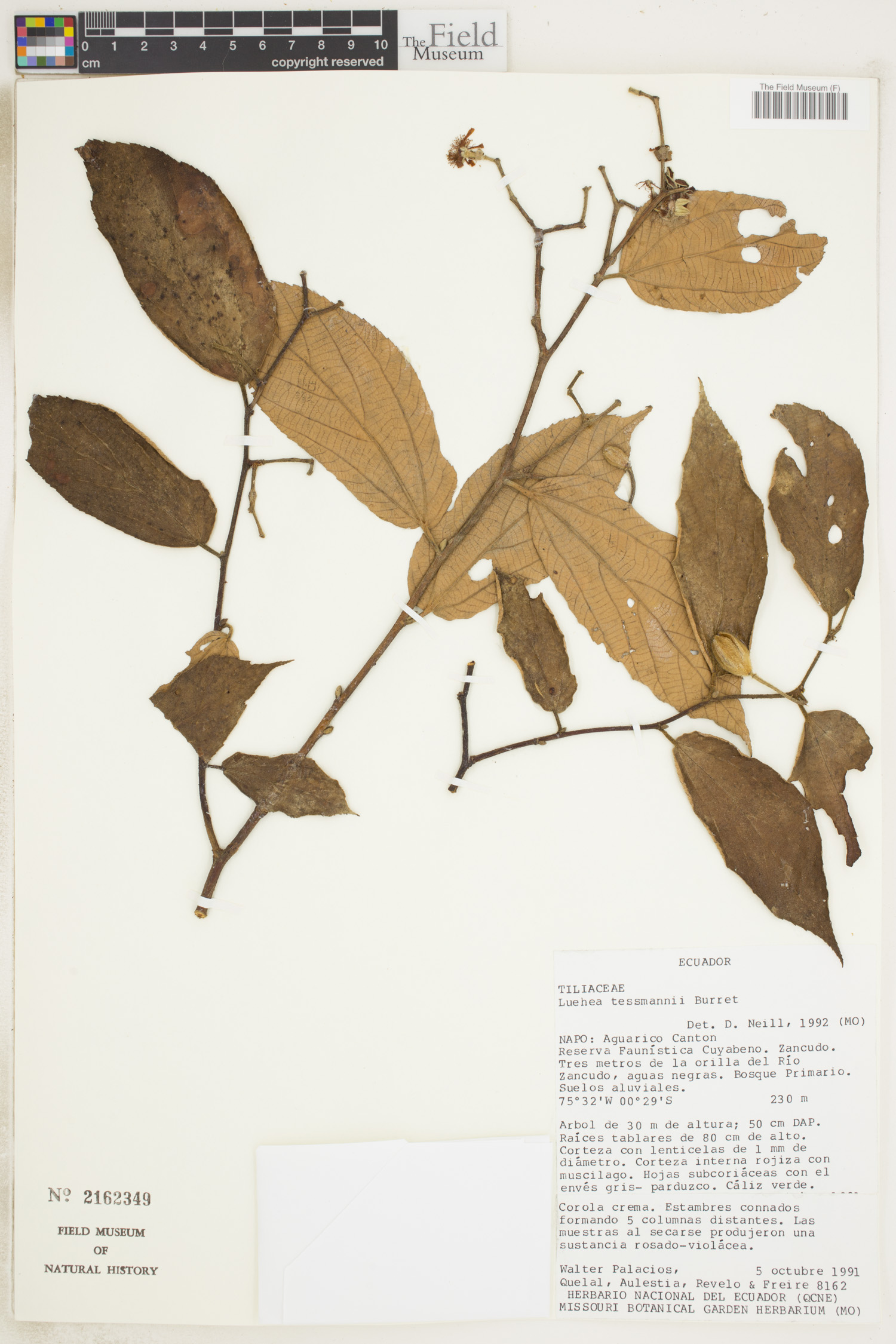 Luehea tessmannii image