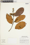 Lueheopsis rosea image