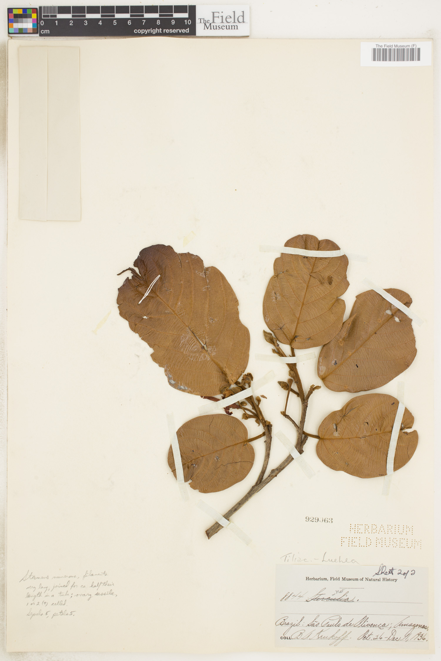 Lueheopsis thumbnail