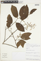 Mollia gracilis image