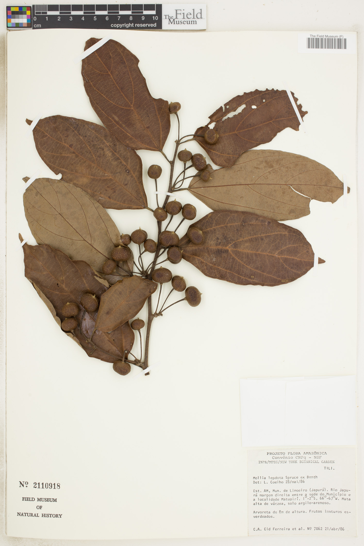 Mollia lepidota image