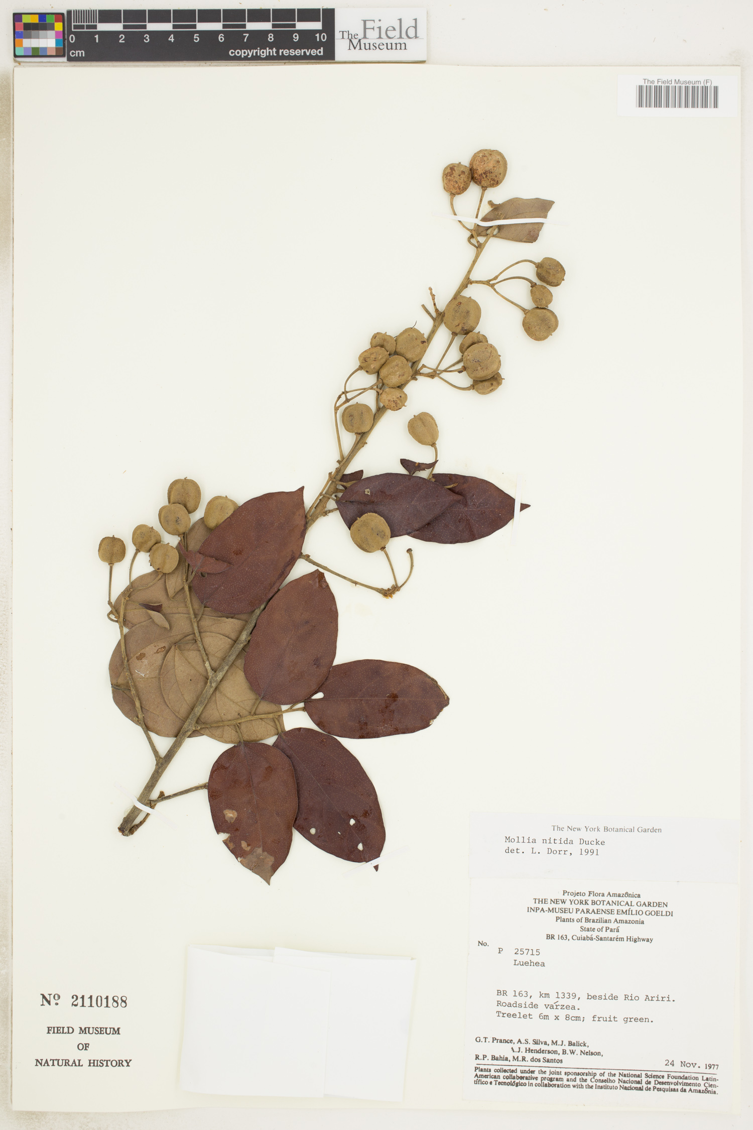 Mollia image