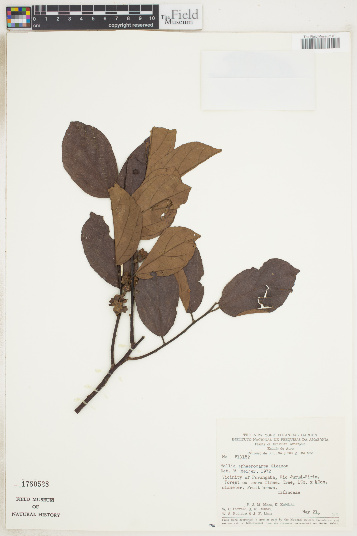 Mollia lepidota subsp. sphaerocarpa image