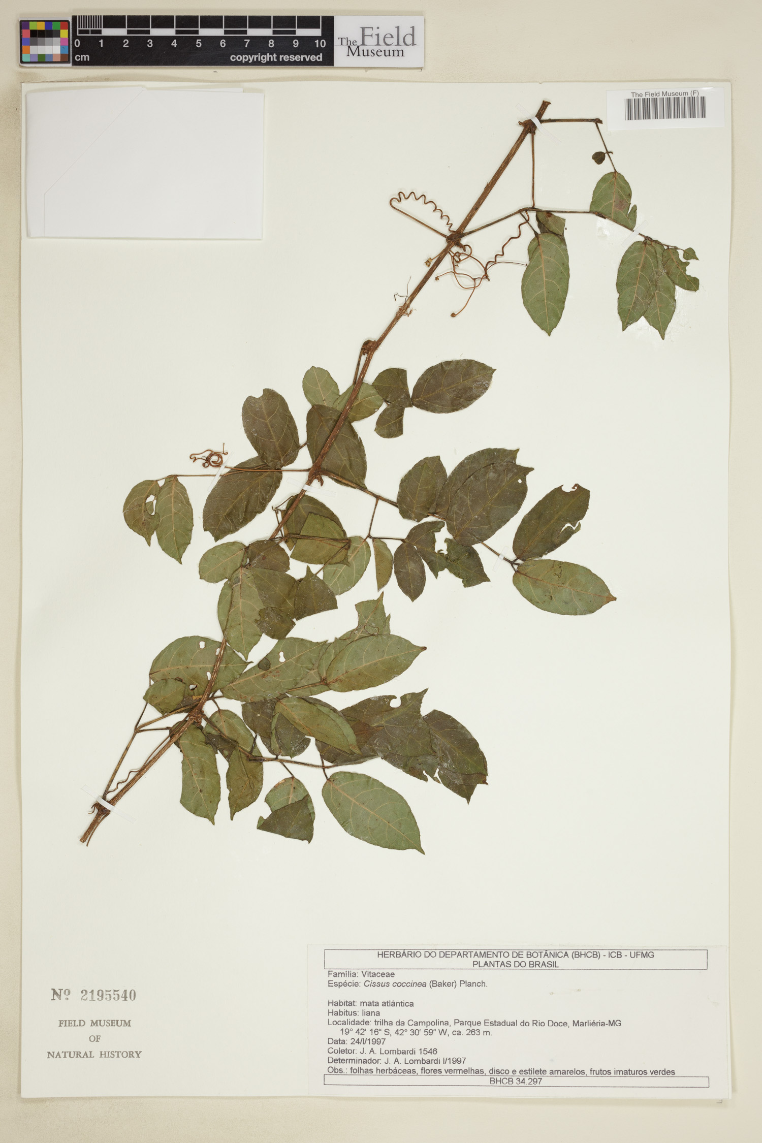 Cissus coccinea