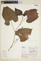 Cissus guyanensis image