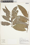 Maytenus ebenifolia image