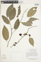 Maytenus ebenifolia image