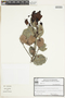 Monteverdia obtusifolia image