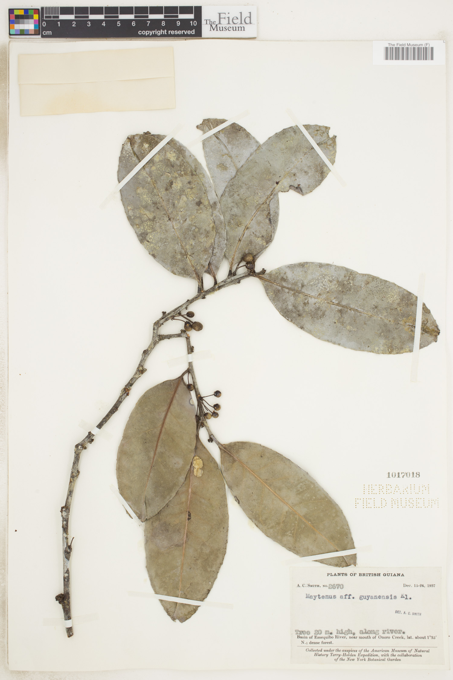 Maytenus guyanensis image
