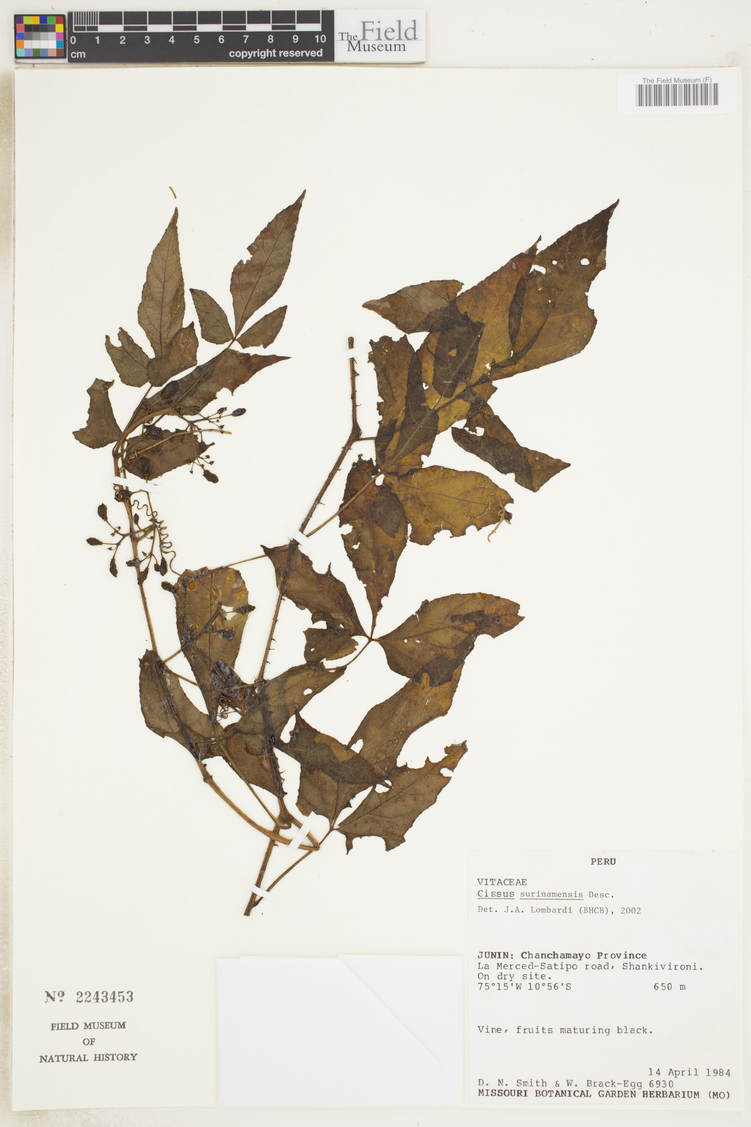 Cissus surinamensis image